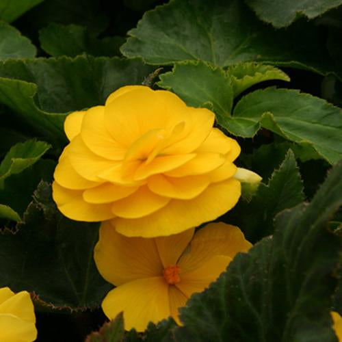 Begonia%20Mocca%20yellow[1].jpg