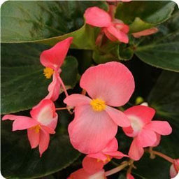 Begonia%20bronze%20leaf%20pink[1].jpg