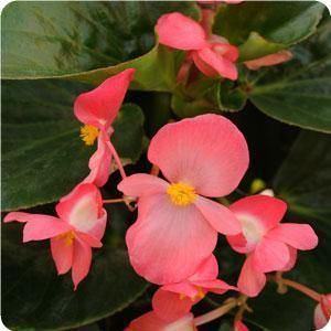 Begonia%20bronze%20leaf%20pink[1].jpg