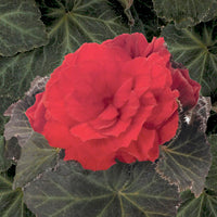 Begonia%20nonstop%20mocha%20scarlet[1].jpg