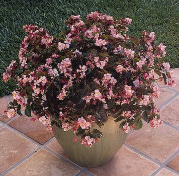 Begonia BabyWing Pink.jpg