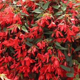 Begonia_Bossa_Nova_Red[1].jpg