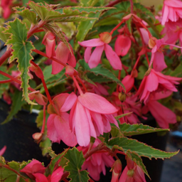 Begonia_Breezy_Pink1.png