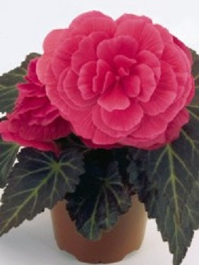 Begonia_Mocca_Pink_Shades[1].jpg