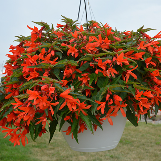 Begonia_bossa_nova-orange.png