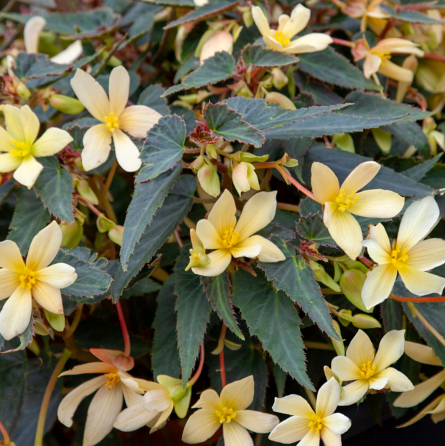 Begonia_bossa_nova_yellow-.png