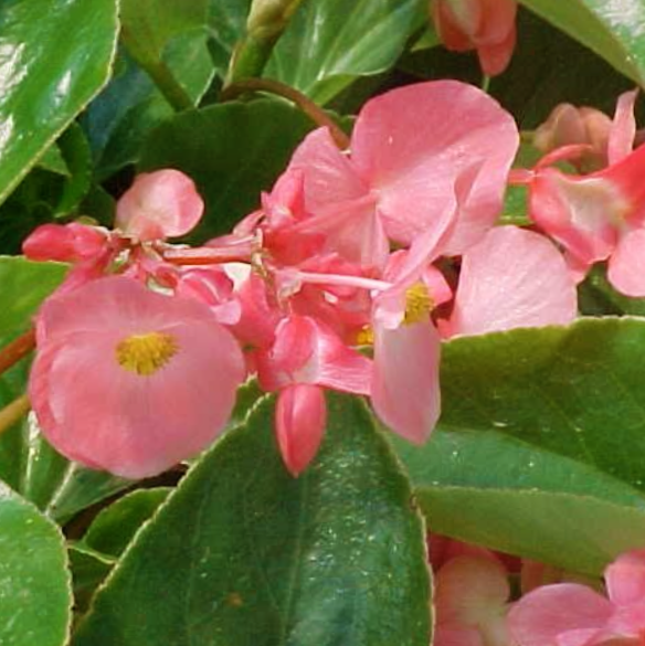 Begonia_dragonwing_pink_.png