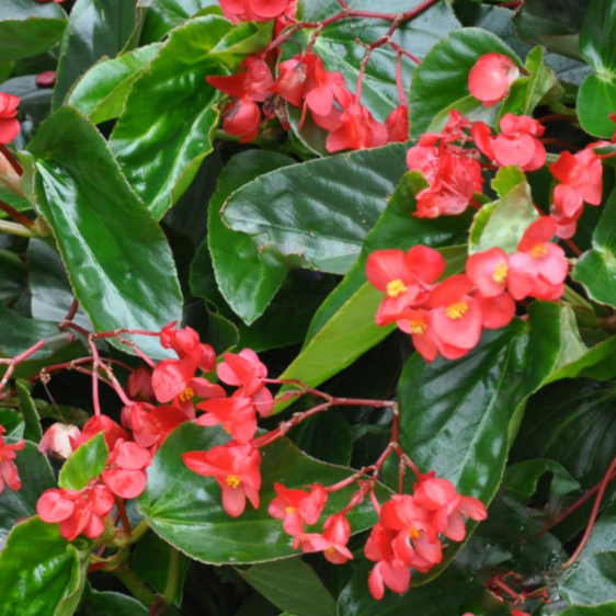 Begonia_dragonwing_red_.png