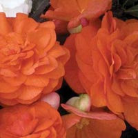 Begonia_nonstop%20mocha%20orange[1].jpg