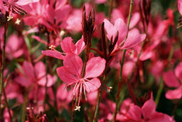 Belleza Dark Pink Gaura.jpg