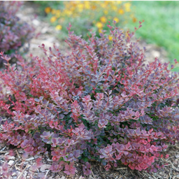 Berb._sunjoy_mini_maroon_.png