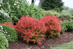 Berberis Sunjoy Fast Neo Proven Winner Colorchoice 2.png