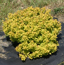 Berberis_ sunjoy_mini_saffron_.png