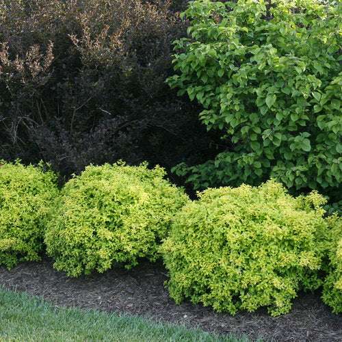 Berberis thunbergii Sunjoy Citrus Proven Winners.jpg