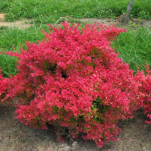 Berberis thunbergii sunjoy_neo Proven Winners.jpg