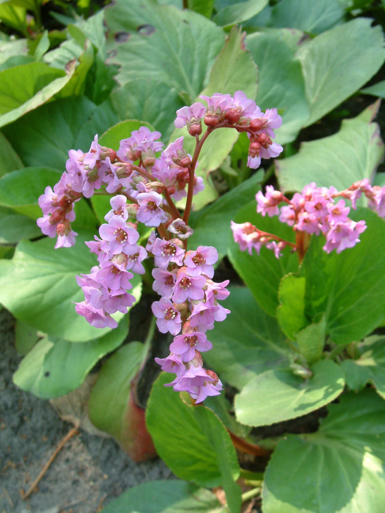 Bergenia_cordifolia.JPG