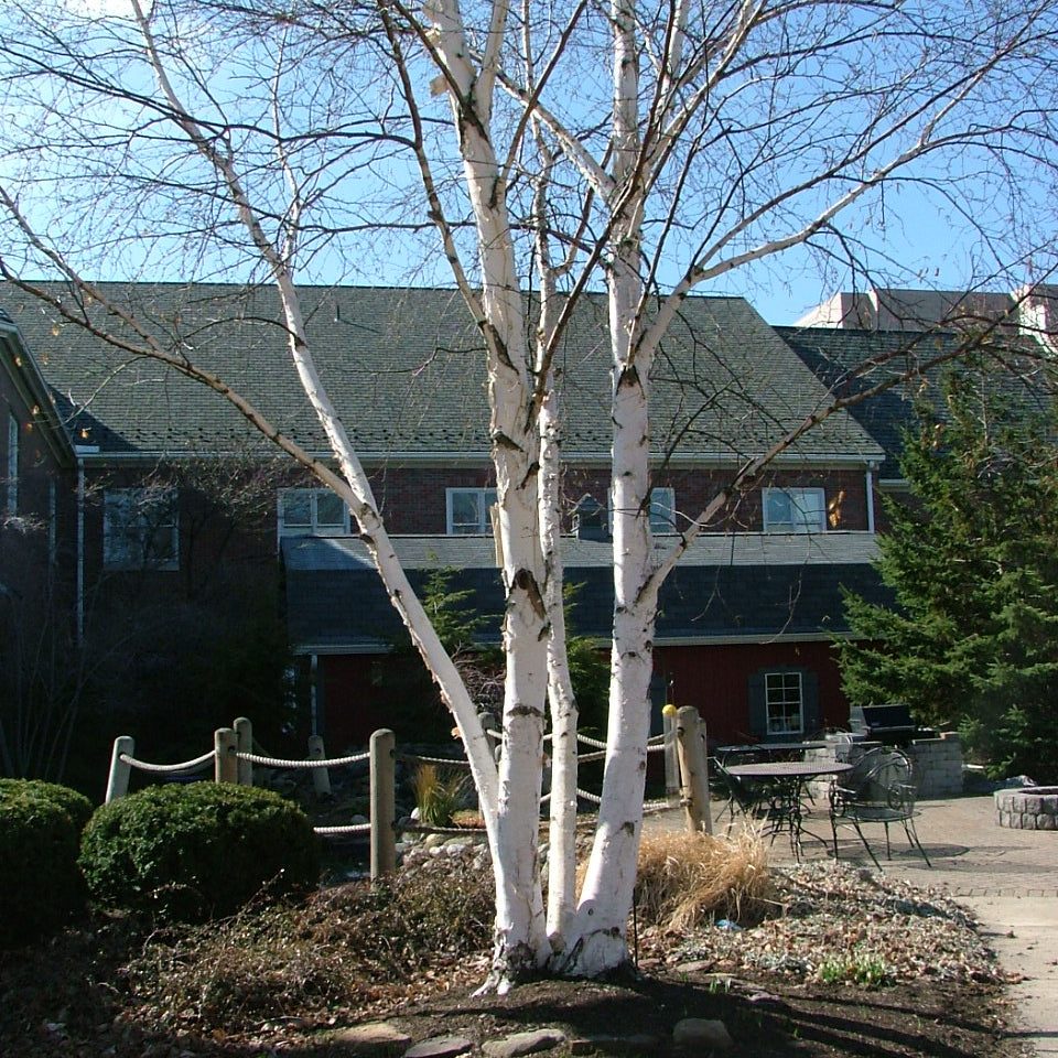 Betula_Avalanche_SQ_3.jpg