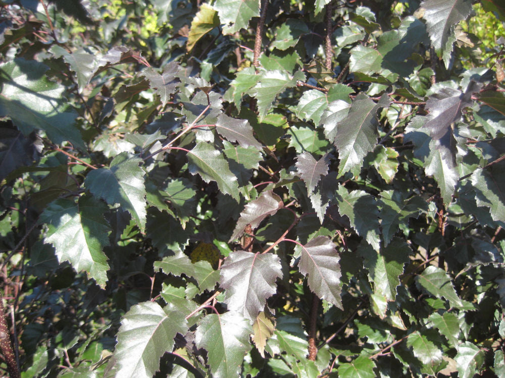 Betula Royal Frost.jpg