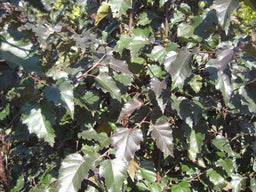 Betula Royal Frost.jpg