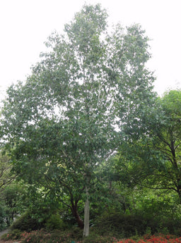 Betula_jacquemontii.JPG