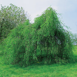 Betula_pendula_Youngii_Small.jpg