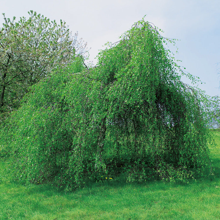 Betula_pendula_Youngii_Small.jpg