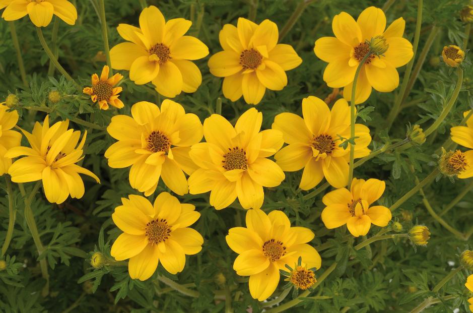 Bidens-Yellow-Charm.jpg