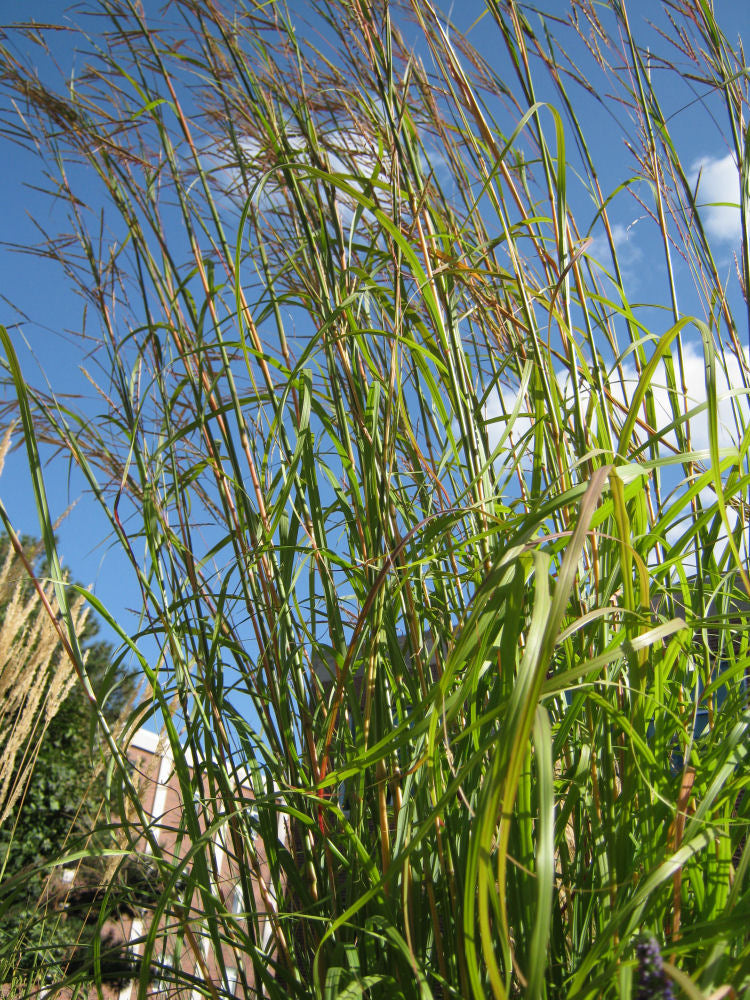 Big Bluestem Grass.jpg
