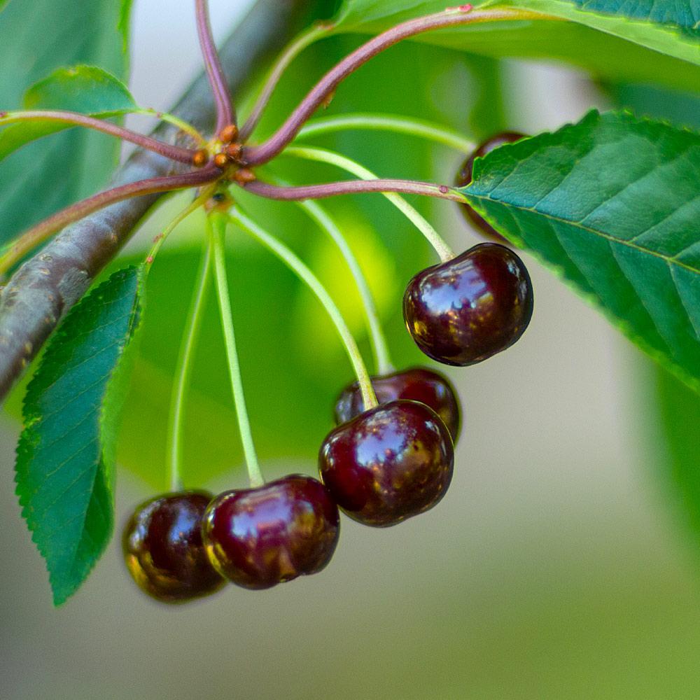 Black-Tartarian_Cherry.jpg