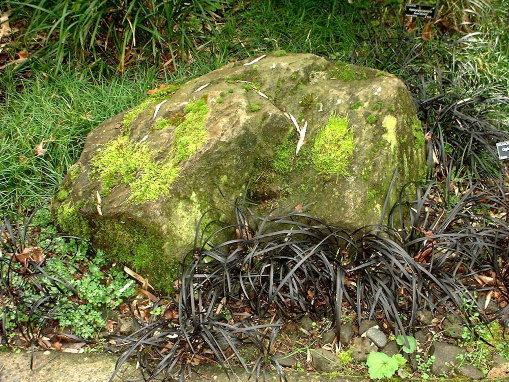 Black Mondo Grass.jpg