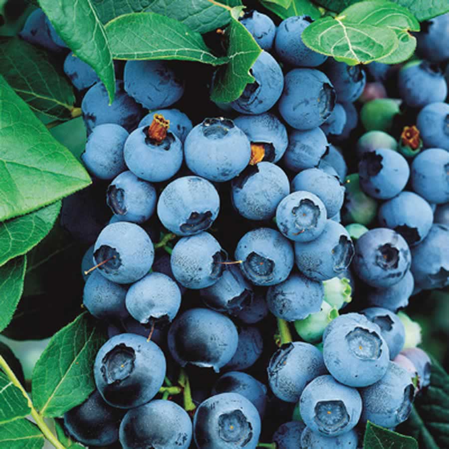 Blueberry _Bluecrop.jpg
