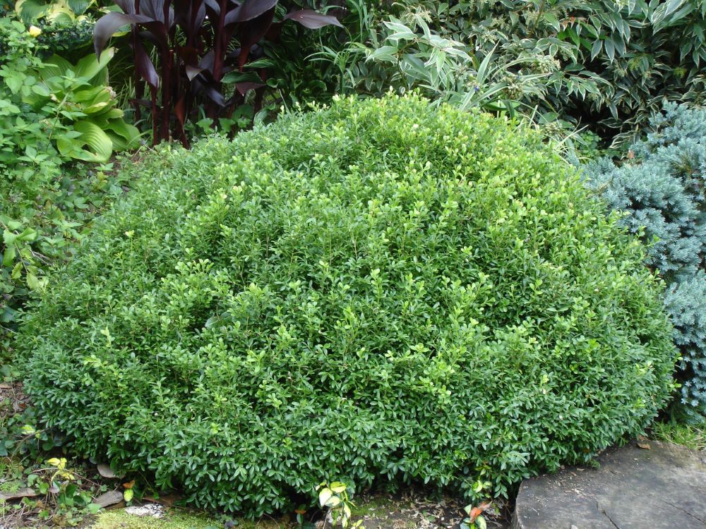 Boxwood+NewGen+Liberty+Belle.jpg