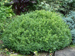 Boxwood+NewGen+Liberty+Belle.jpg