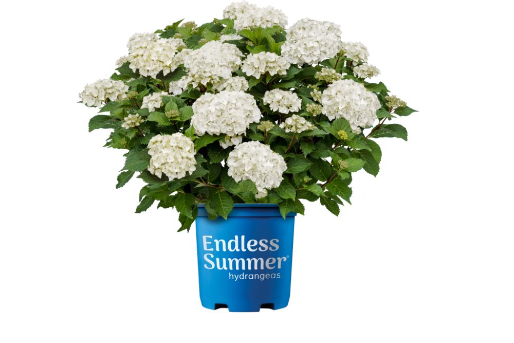 Brand_Ct_EndlessSummer_DreamCloud.jpg