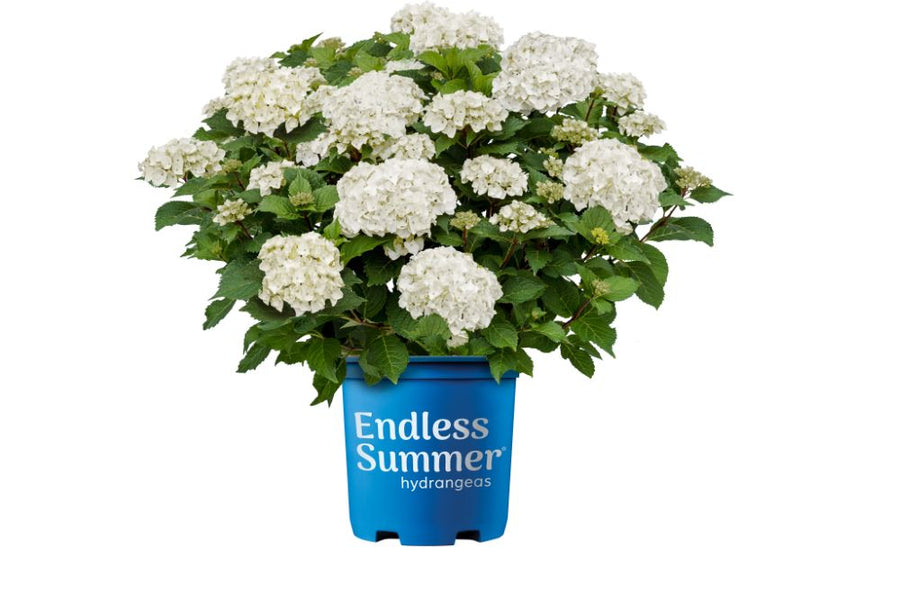 Brand_Ct_EndlessSummer_DreamCloud.jpg
