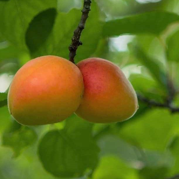Brookcot-Apricot_Tree.jpg