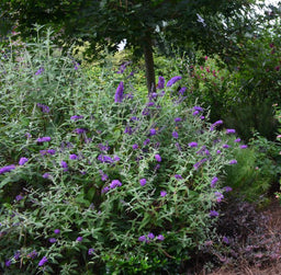 BuddleiaFirstEditionsGroovyGrape-07-11638-1-728x715.jpg
