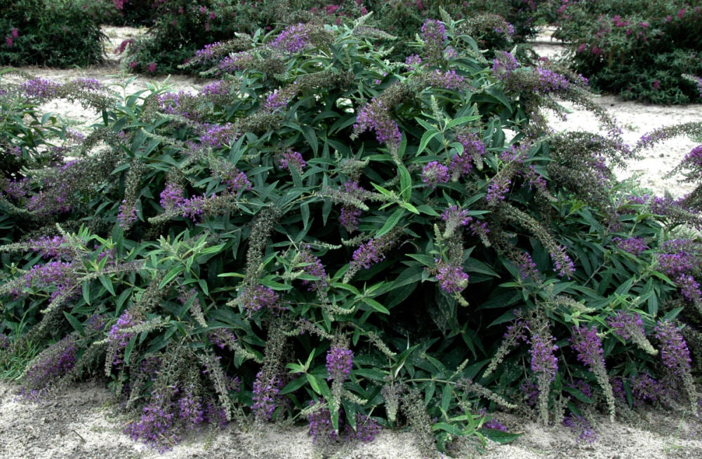 BuddleiaPurpleHaze.jpg