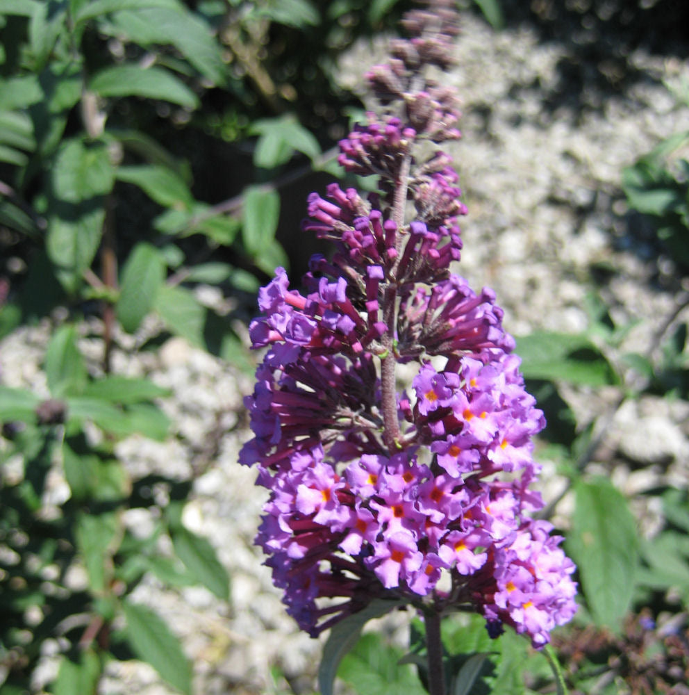 Buddleia Butterfly Magic.jpg