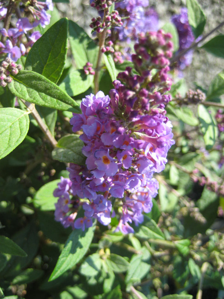 Buddleia Lo-n-Behold.jpg