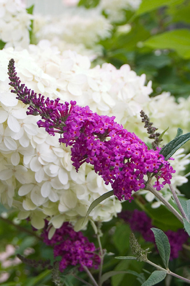 Buddleia MissRuby.jpg