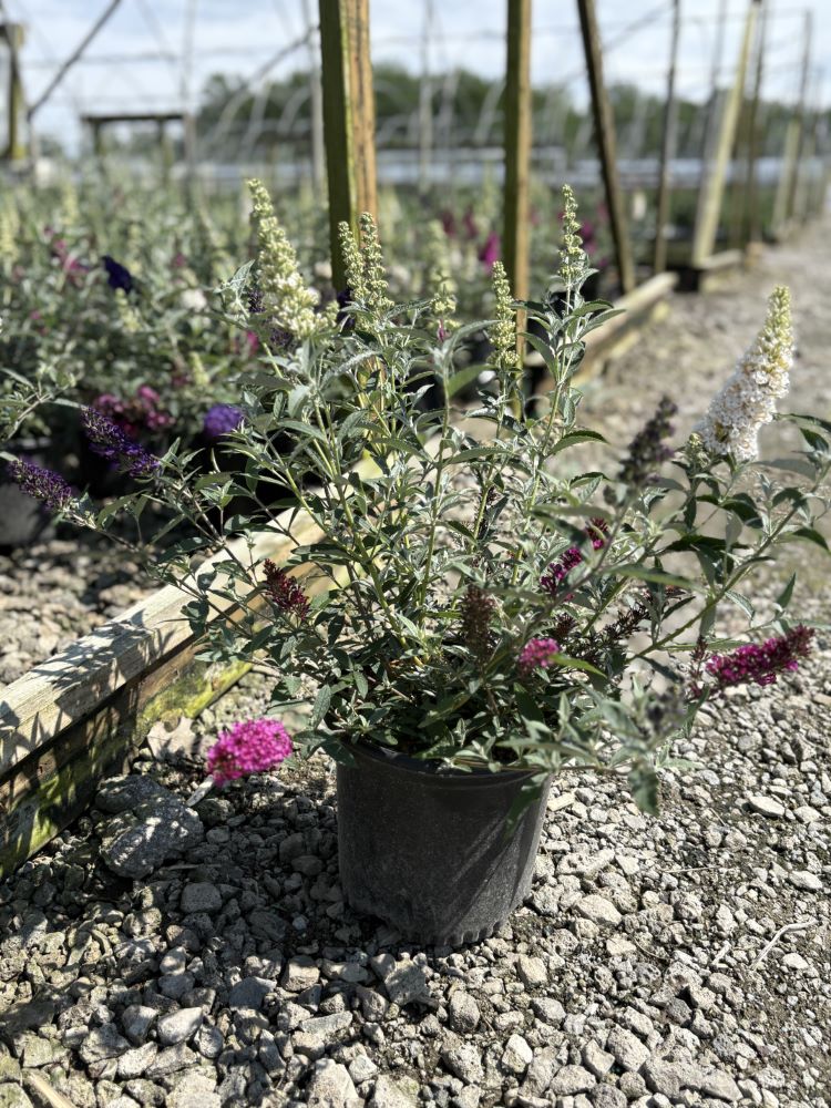 Buddleia Perfecta Trificta.jpg
