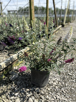 Buddleia Perfecta Trificta.jpg