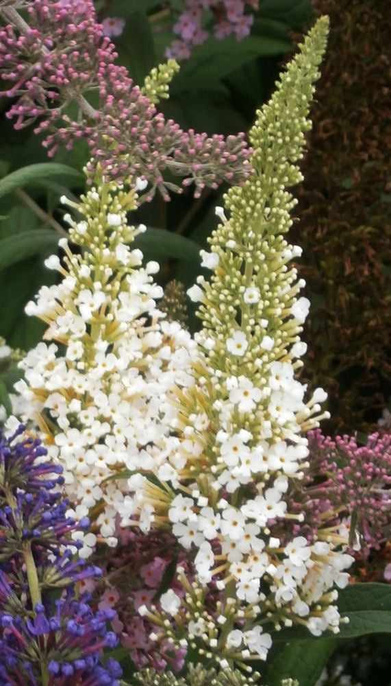 Buddleia White Profusion.jpg