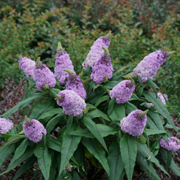 Buddleia_pugster_amethyst_.png
