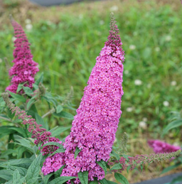 Buddleia_pugster_pinker_.png