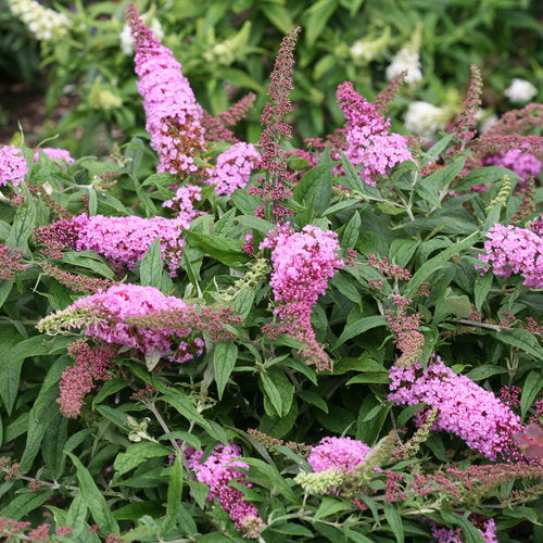 Buddleia x Pugster Pink Proven Winners.jpg