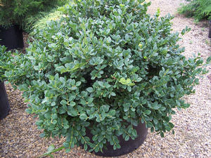 Buxus-Gordo.jpg