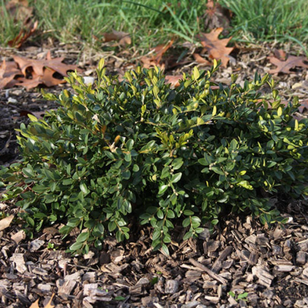 Buxus-flat-tery.png