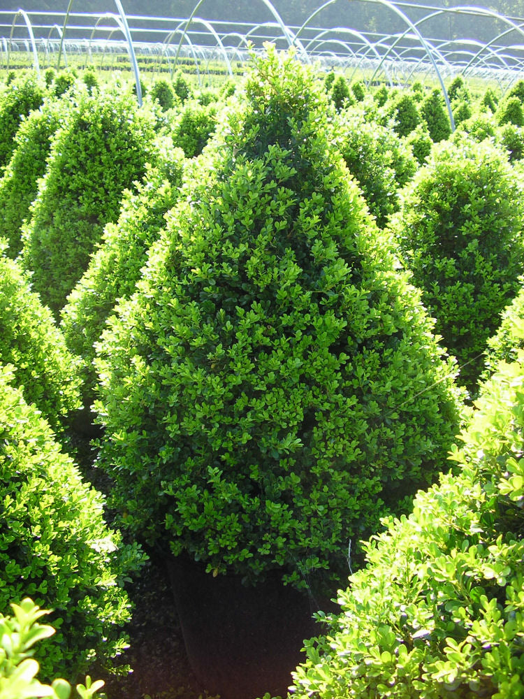 Buxus Cranberry Creek.jpg